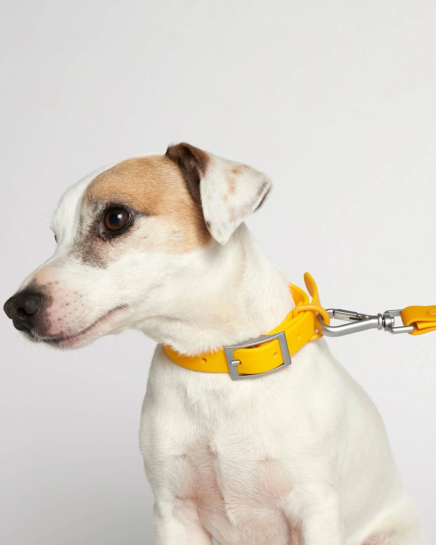 Rose yellow dog leash