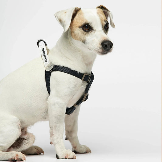 Sonia White & Navy Dog Harness
