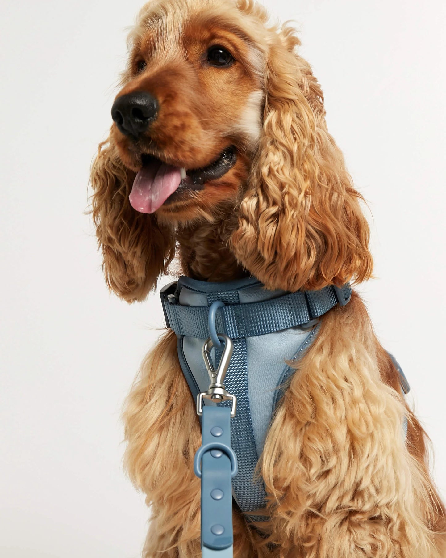 Rose blue dog harness