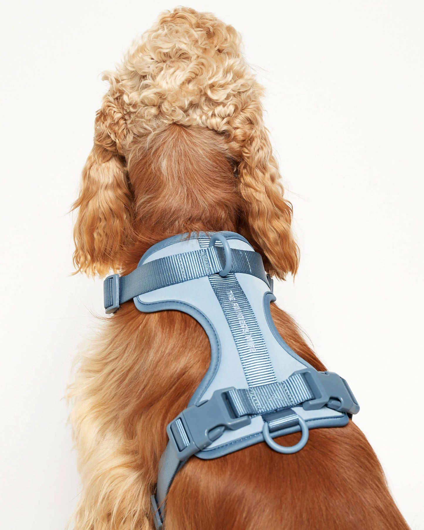 Rose blue dog harness