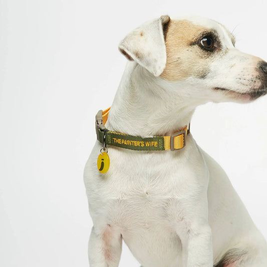 Sonia Yellow Dog Collar