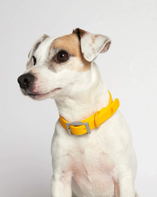 Rose yellow dog collar