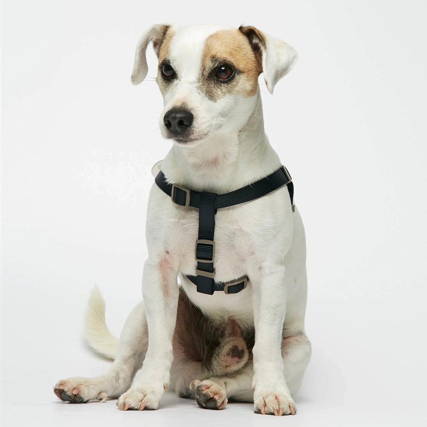 Sonia White & Navy Dog Harness