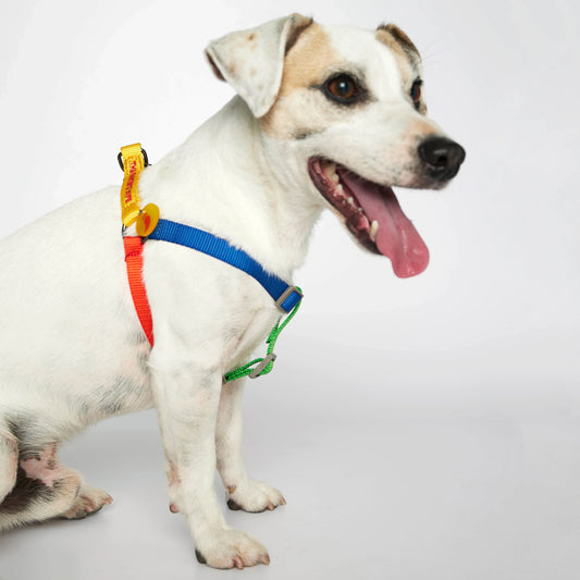 Sonia Yellow & Red Dog Harness