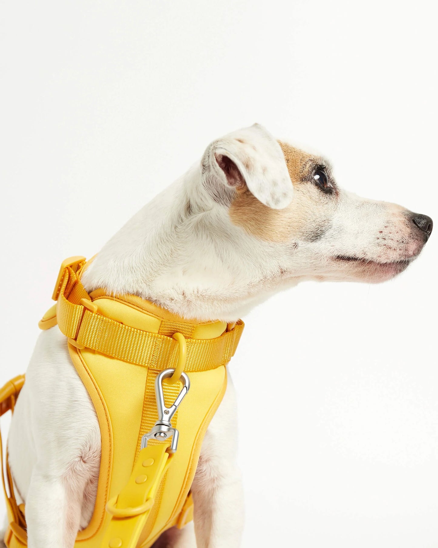Rose yellow dog harness