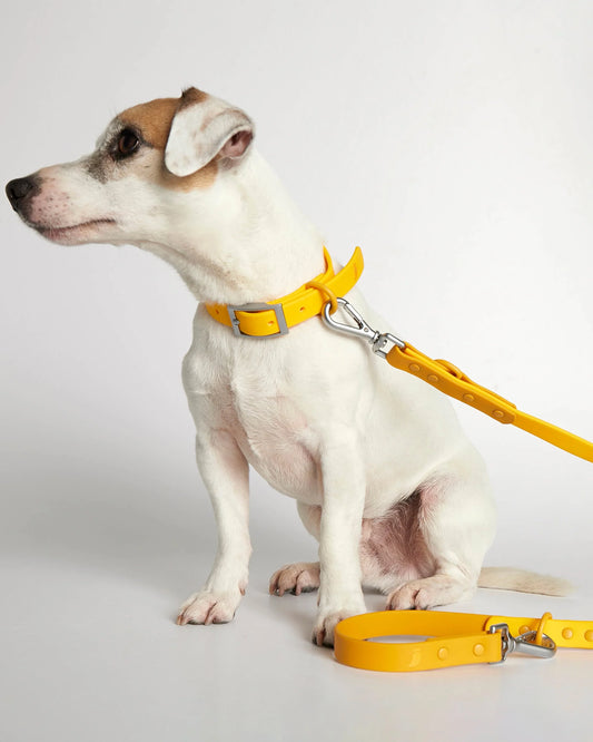Rose yellow dog leash