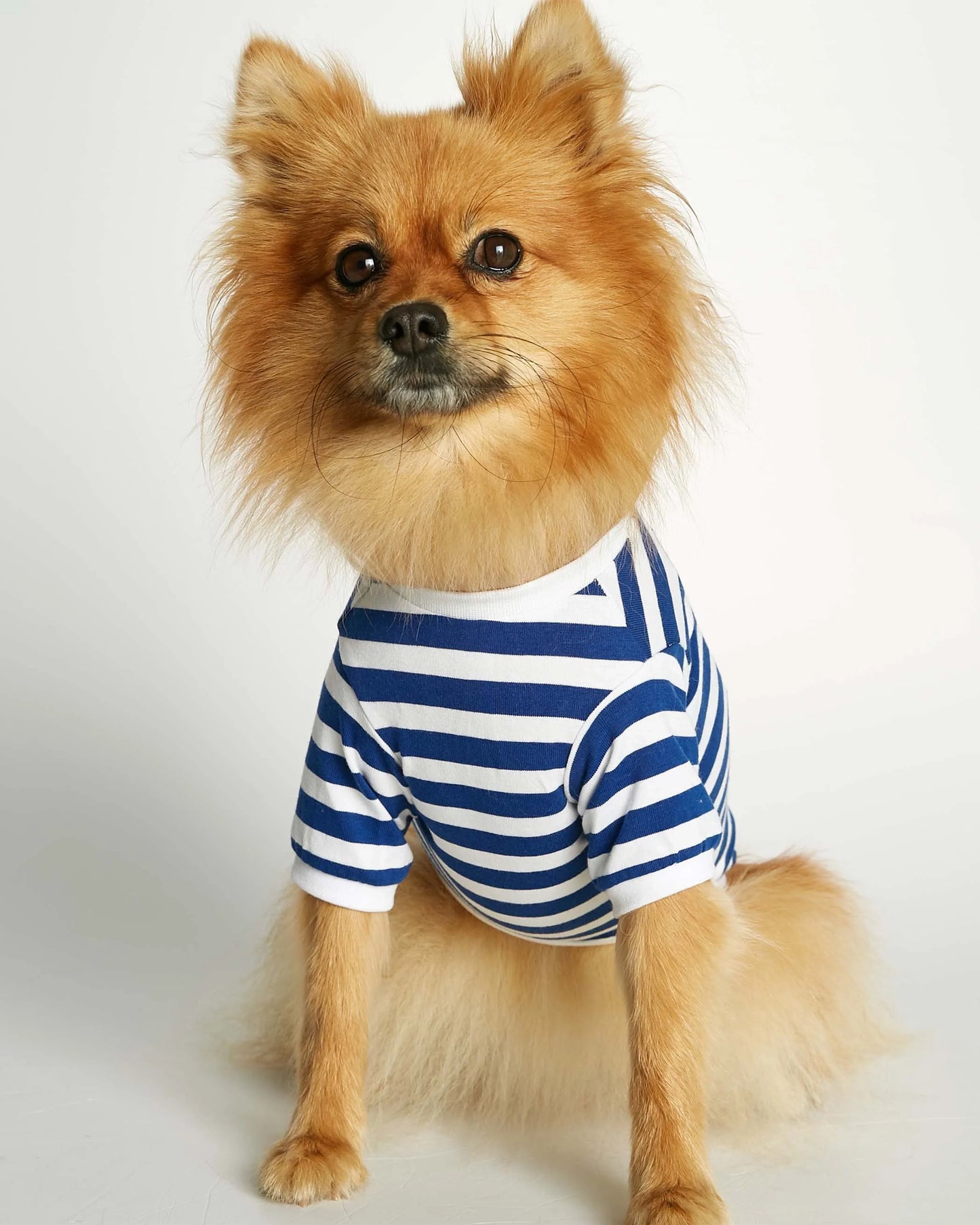 David Deep Blue Organic Cotton Dog T-shirt