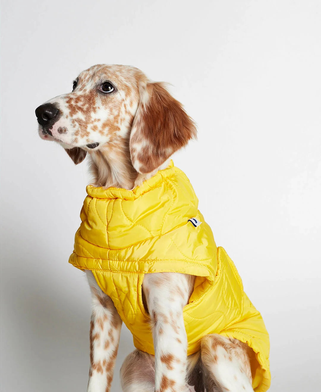 Al Yellow Dog Puffer Coat Jacket