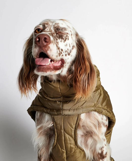 Al Green Dog Puffer Coat Jacket