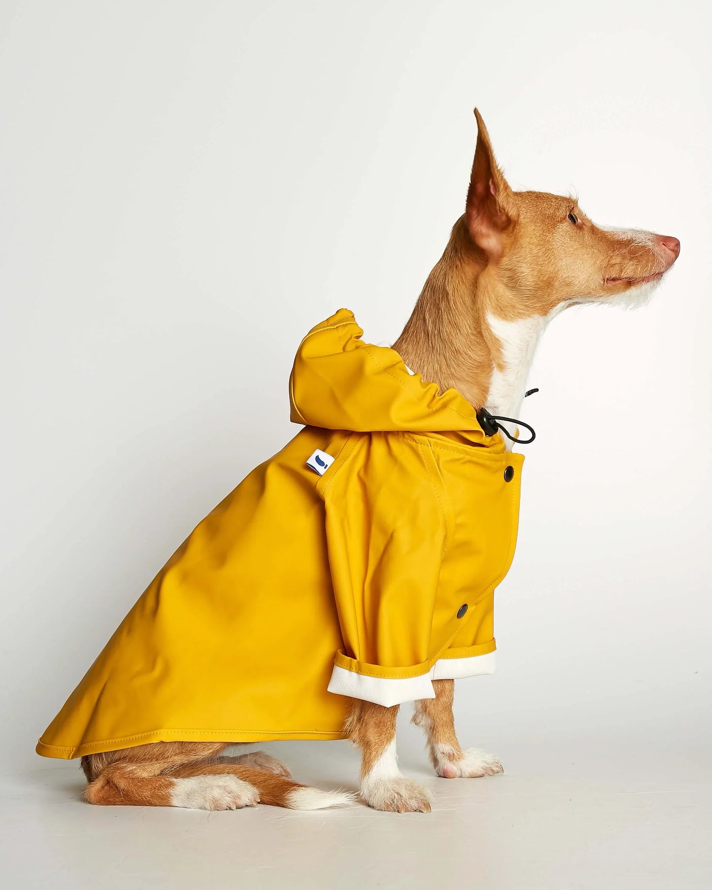NEW Sarah Yellow Recycled Polyester Dog Raincoat with harness hole