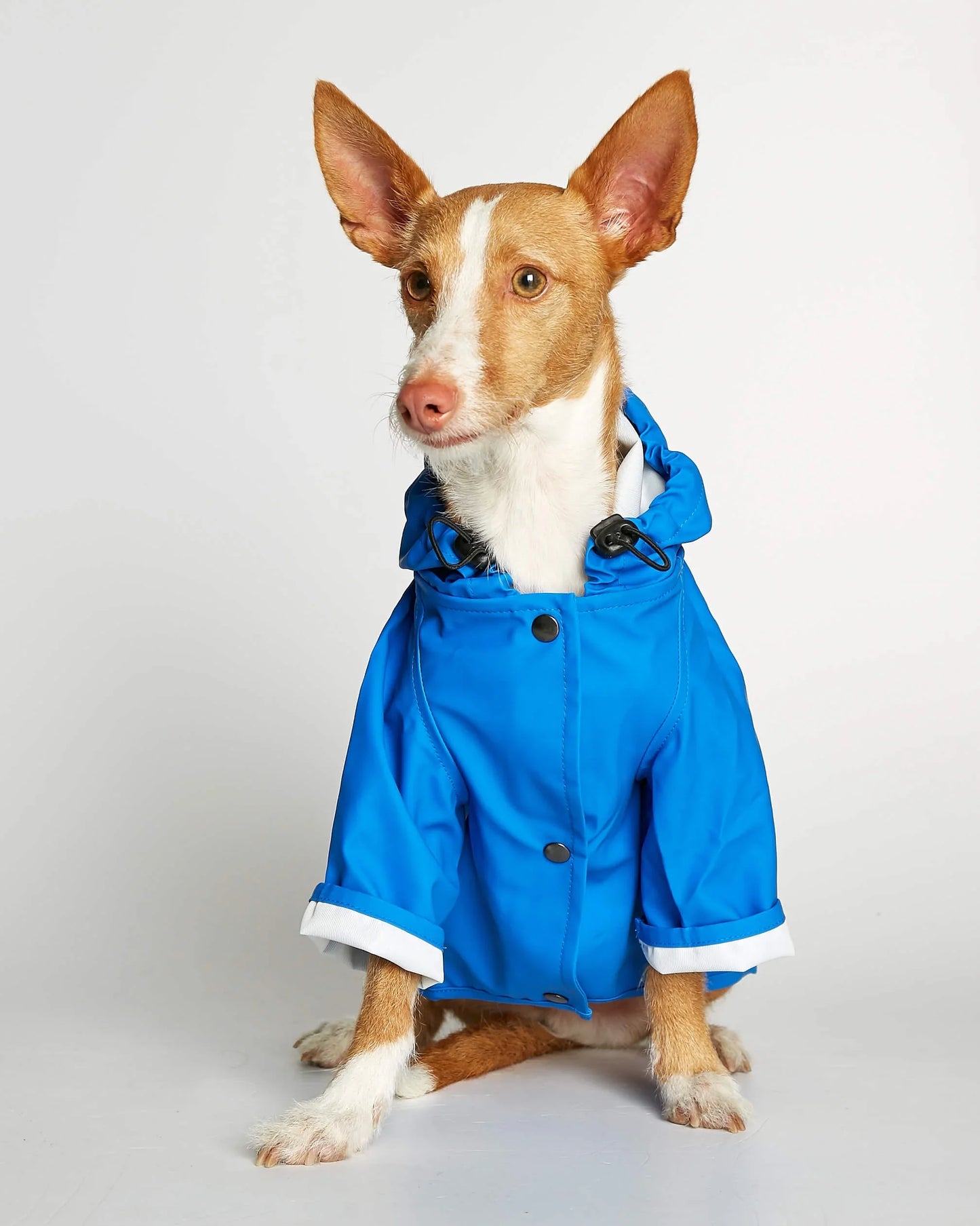 NEW Sarah Blue Recycled Polyester Dog Raincoat with harness hole