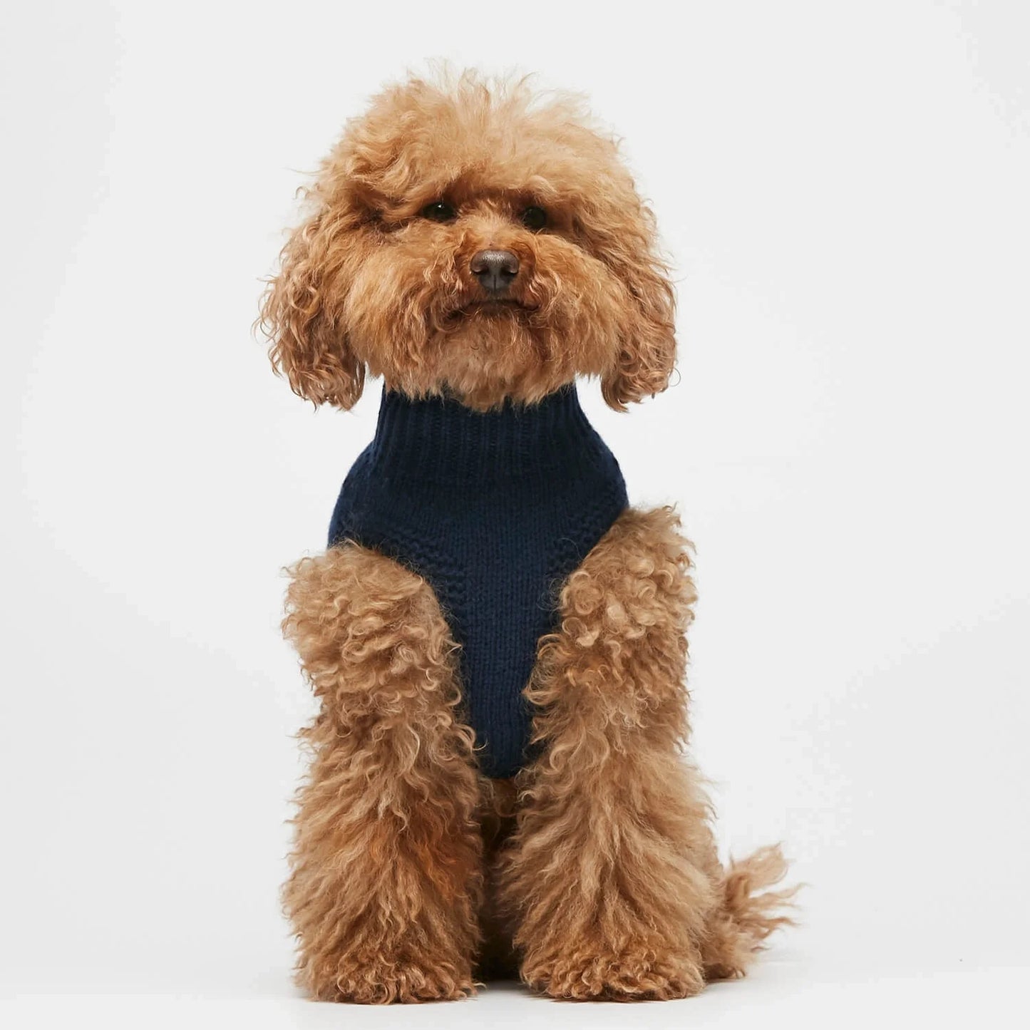 George Navy Merino Wool and Cashmere Dog sweater